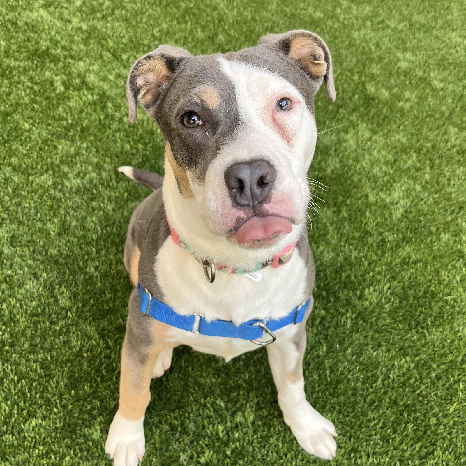 Enlarge Liv, a Adoptable Pit Bull Terrier in Burlingame, CA image 3/3