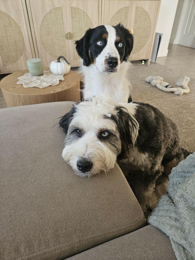 Mimi & Steel , a ADOPTABLE Bernadoodle in Sarasota, FL image 1/5