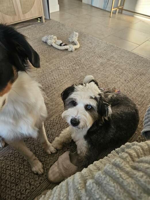 Mimi & Steel , a ADOPTABLE Bernadoodle in Sarasota, FL image 2/5