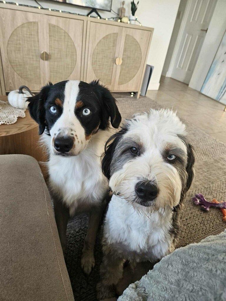 Mimi & Steel , a ADOPTABLE Bernadoodle in Sarasota, FL image 3/5