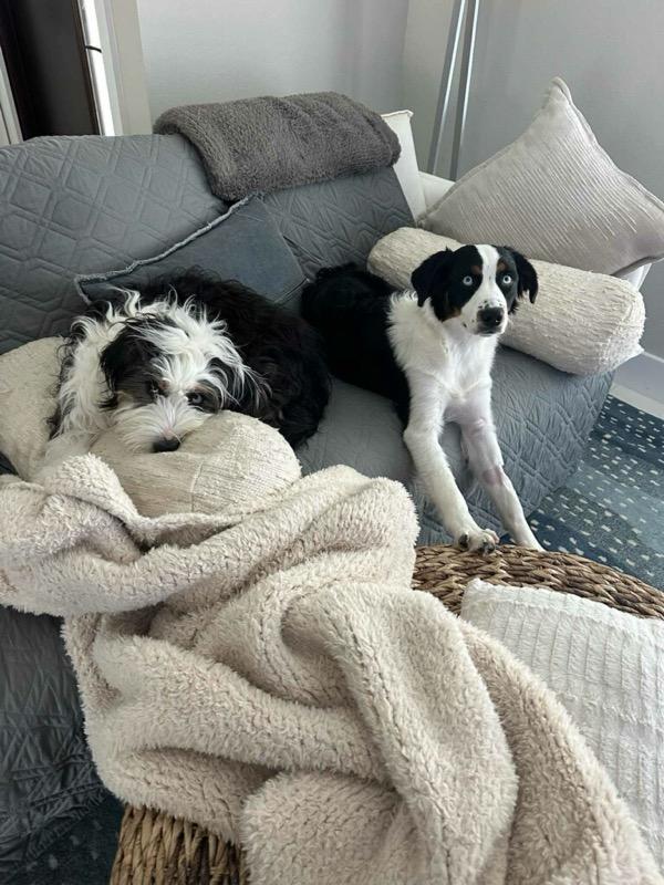 Mimi & Steel , a ADOPTABLE Bernadoodle in Sarasota, FL image 4/5