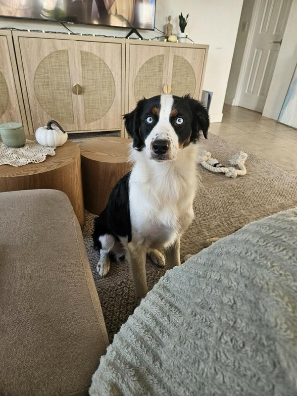 Mimi & Steel , a ADOPTABLE Bernadoodle in Sarasota, FL image 5/5