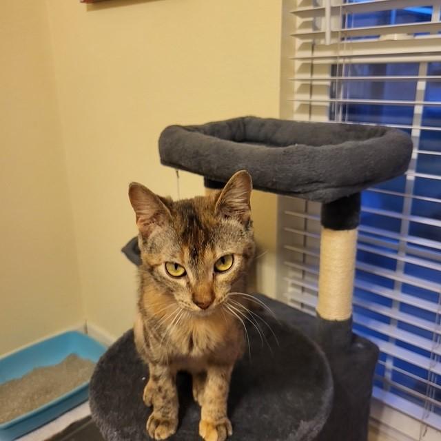 Claire Pearl, a ADOPTABLE Domestic Short Hair in Stillwater, OK image 2/6
