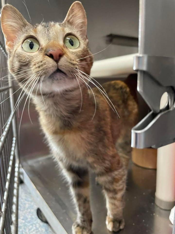 Claire Pearl, a ADOPTABLE Domestic Short Hair in Stillwater, OK image 6/6