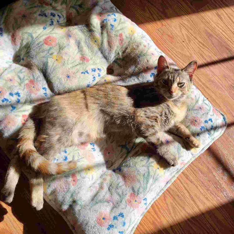 Claire Pearl, a ADOPTABLE Domestic Short Hair in Stillwater, OK image 5/6