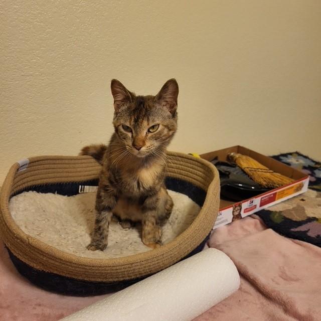 Claire Pearl, a ADOPTABLE Domestic Short Hair in Stillwater, OK image 1/6