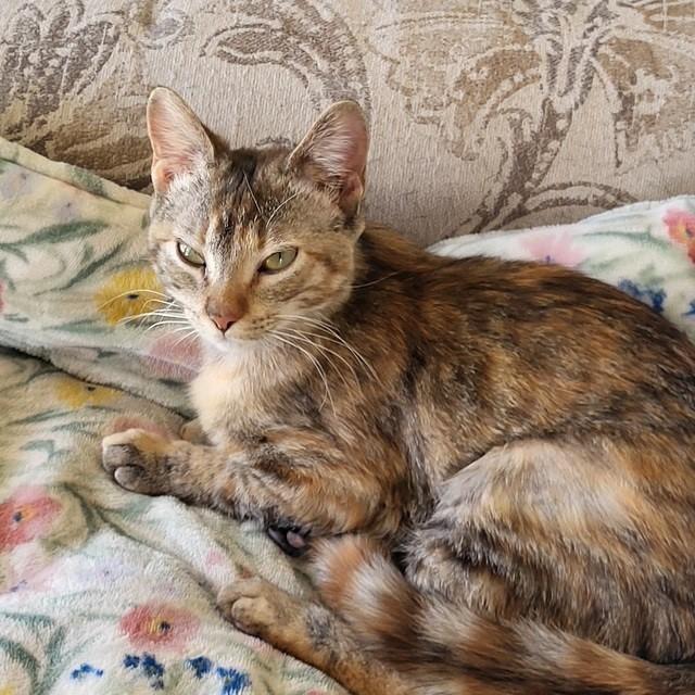 Claire Pearl, a ADOPTABLE Domestic Short Hair in Stillwater, OK image 4/6