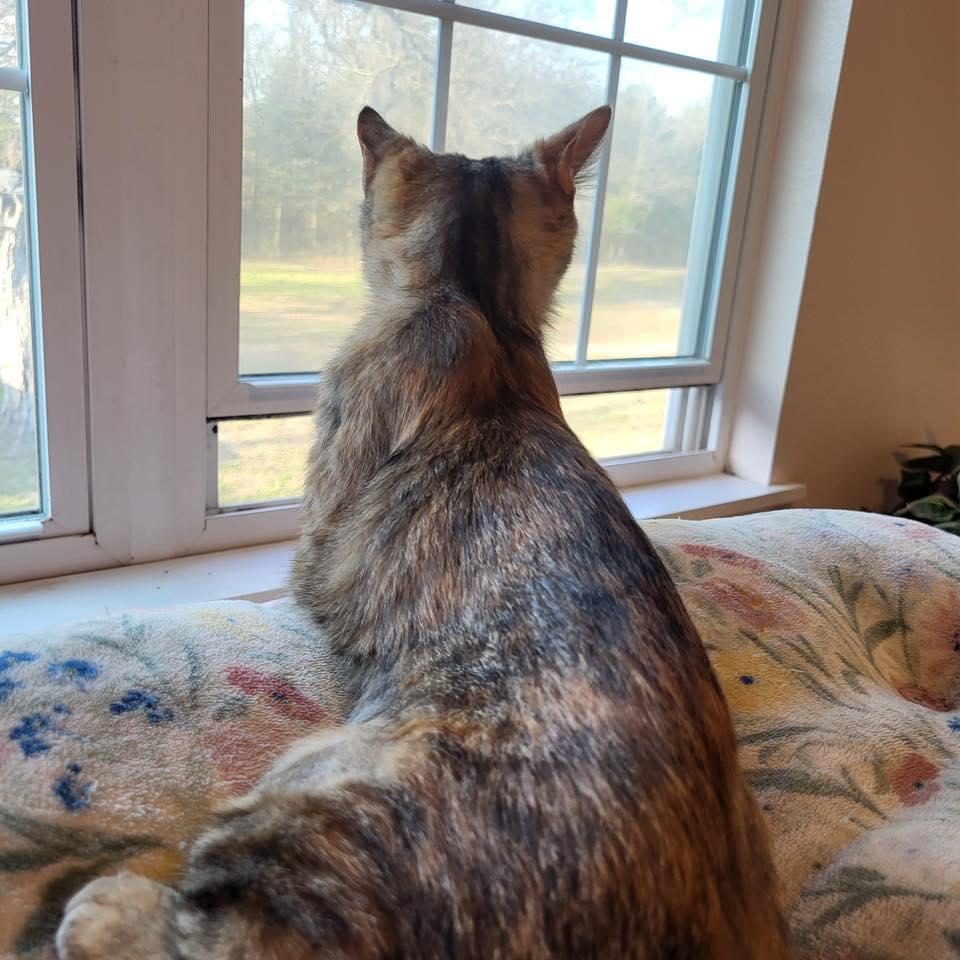 Claire Pearl, a ADOPTABLE Domestic Short Hair in Stillwater, OK image 3/6
