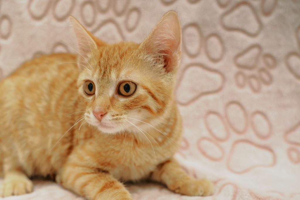 Howden @PetSmart Walker Rd, Adoptable, Kitten Male Domestic Short Hair.