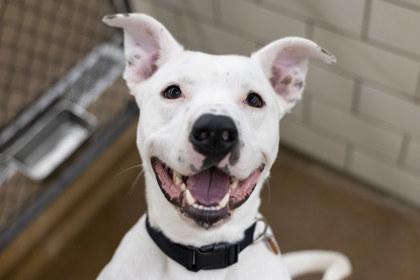 Dozer, Adoptable, Adult Male Pit Bull Terrier & Mixed Breed.