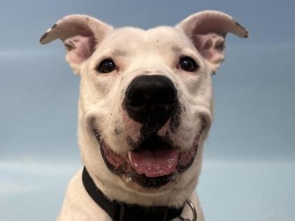 Enlarge Dozer, a Adoptable mixed breed in Golden Valley, MN image 2/3