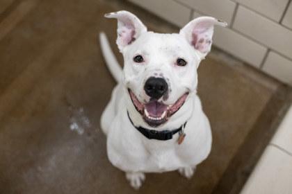 Enlarge Dozer, a Adoptable mixed breed in Golden Valley, MN image 3/3