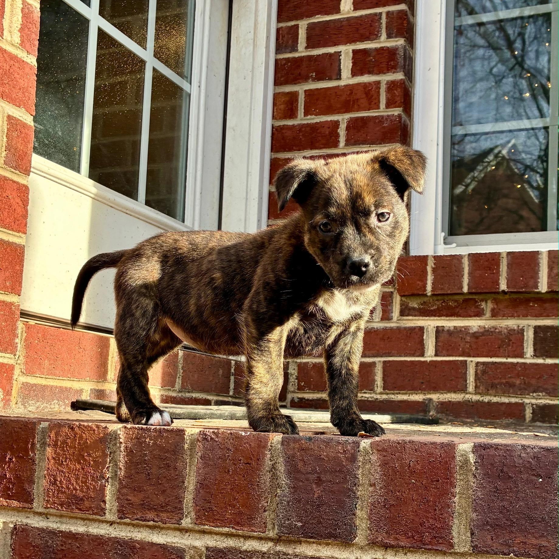Enlarge Holly, an adopted mixed breed in Waxhaw, NC image 1/3