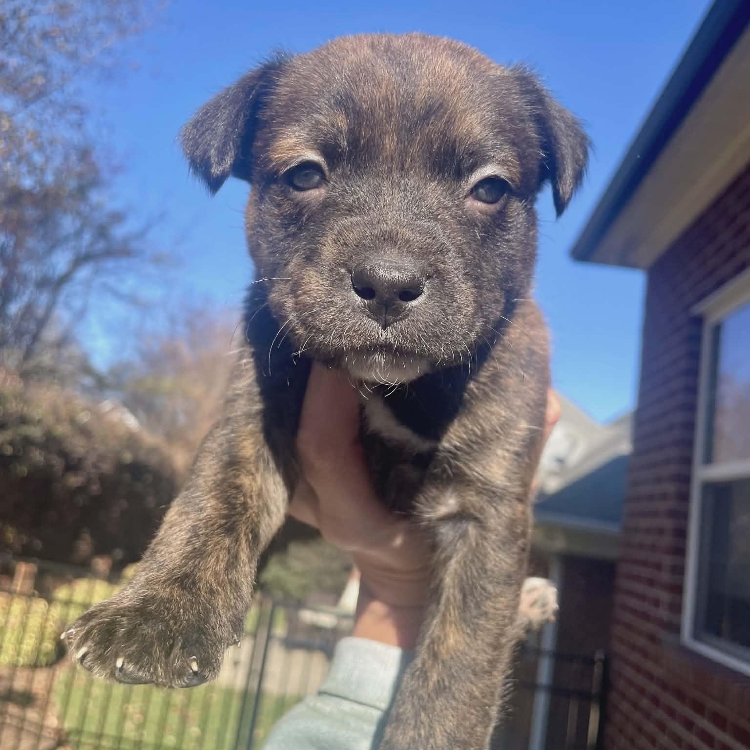 Enlarge Holly, an adopted mixed breed in Waxhaw, NC image 2/3