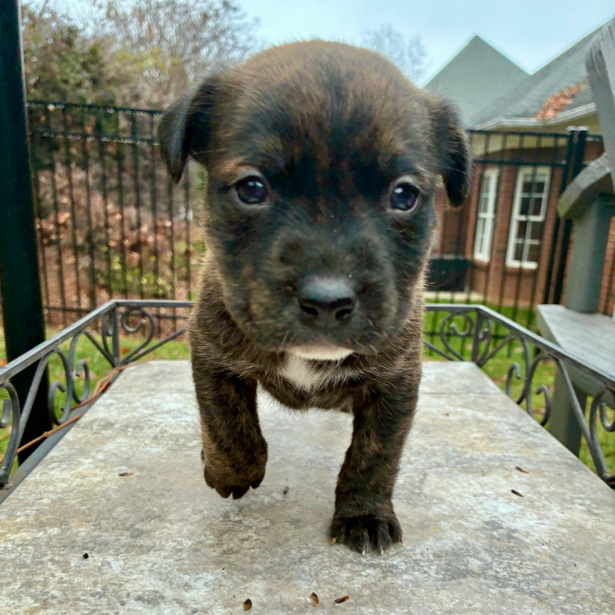 Holly, ADOPTABLE, Puppy Female Retriever & Terrier.