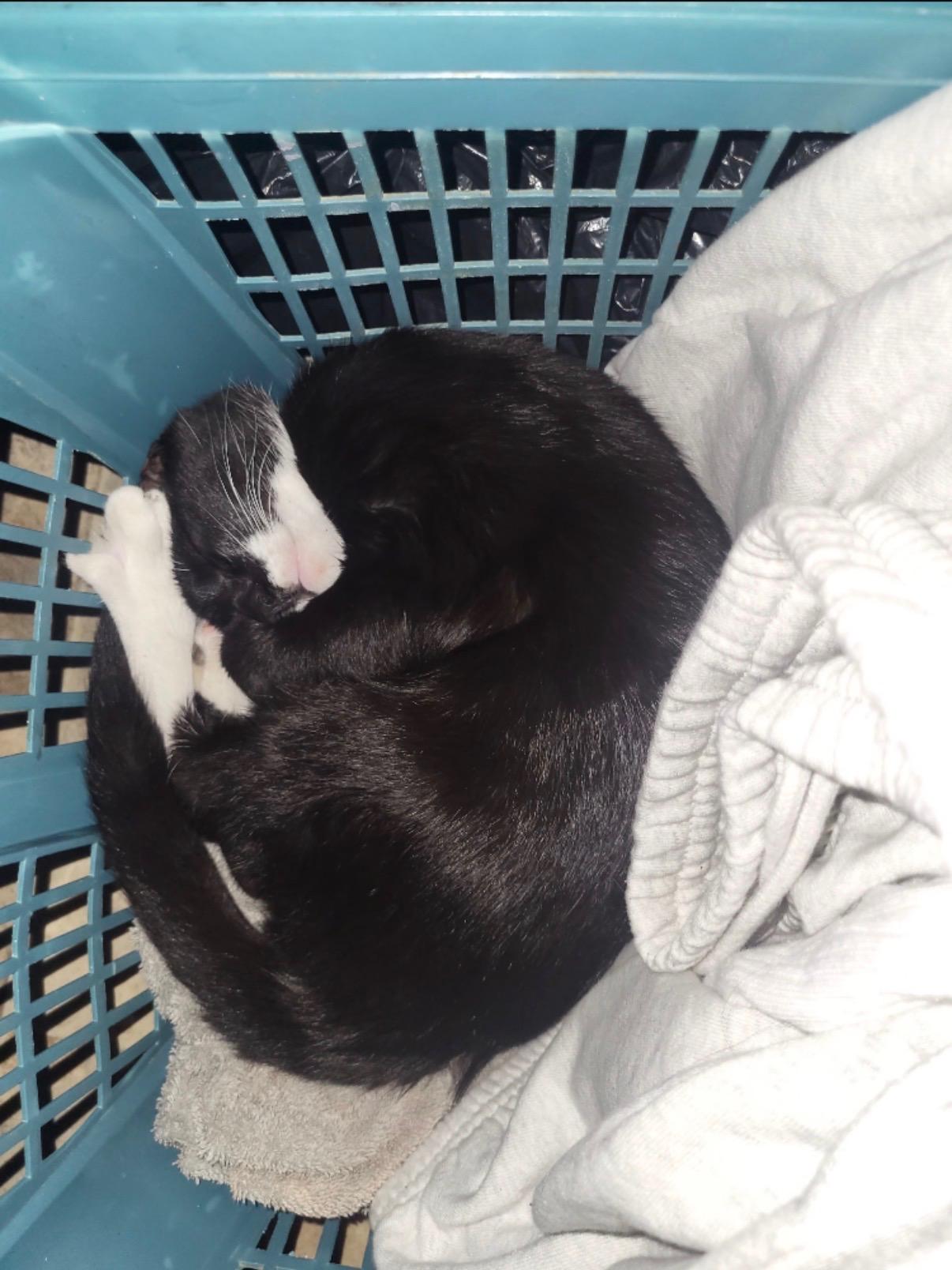 Enlarge Bluey, a Adoptable Domestic Short Hair in Syosset, NY image 2/2