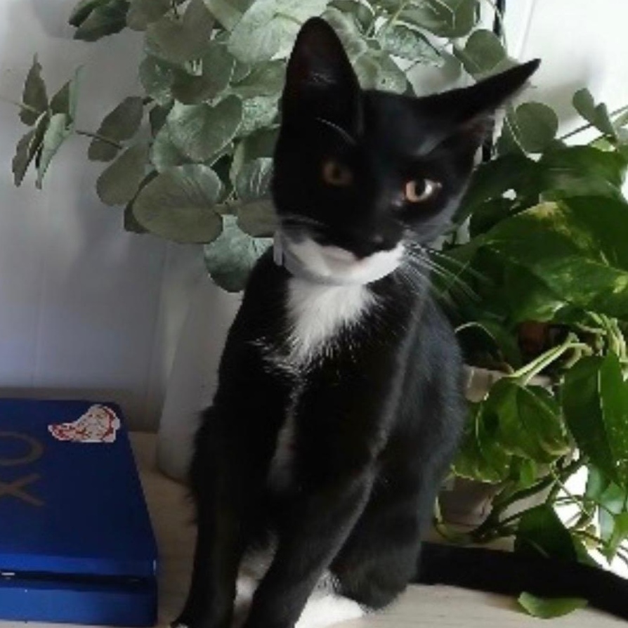 Enlarge Bluey, a Adoptable Domestic Short Hair in Syosset, NY image 1/2