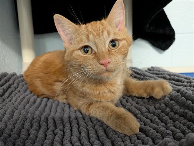 MISS PIGGY, Adoptable, Young Female Domestic Short Hair.