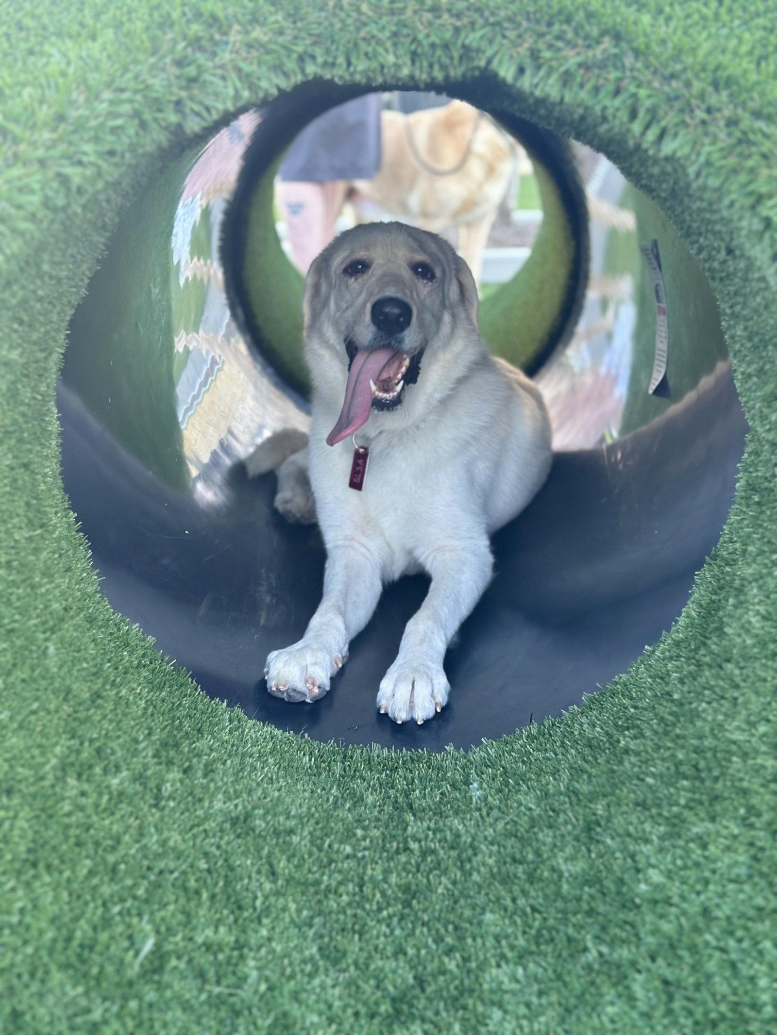 Enlarge Elsa, a Adoptable Great Pyrenees in Janesville, WI image 4/6