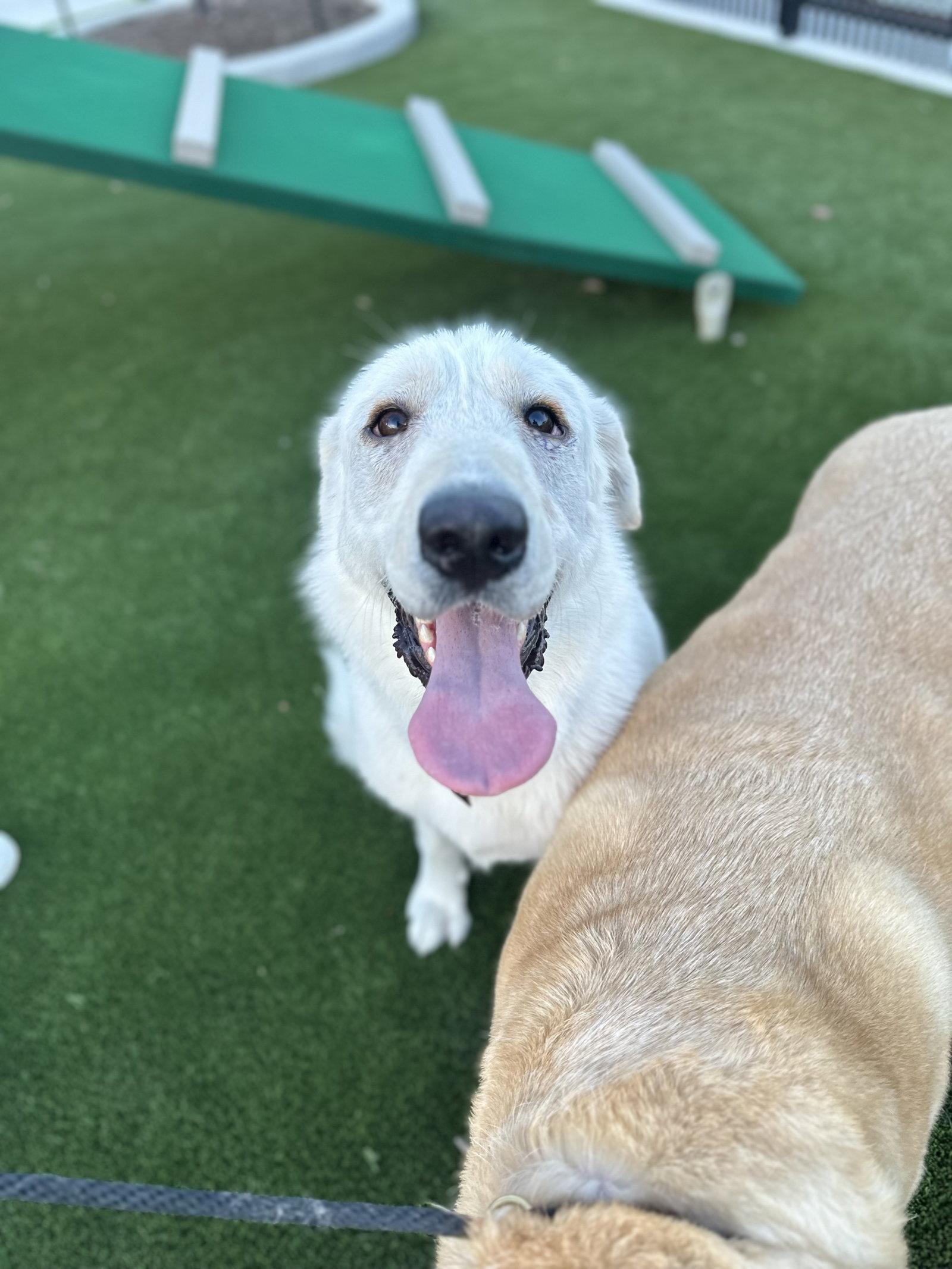 Enlarge Elsa, a Adoptable Great Pyrenees in Janesville, WI image 6/6