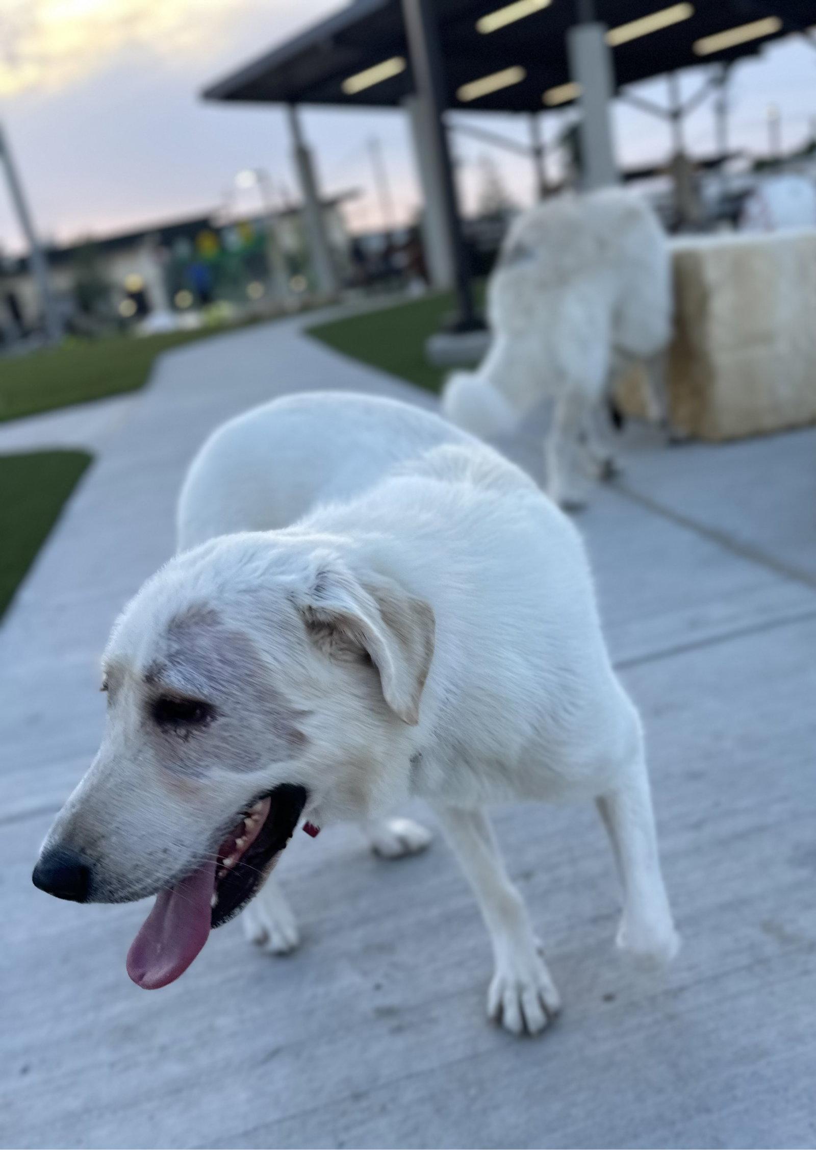 Enlarge Elsa, a Adoptable Great Pyrenees in Janesville, WI image 5/6