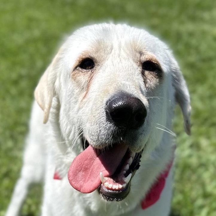 Enlarge Elsa, a Adoptable Great Pyrenees in Janesville, WI image 1/6