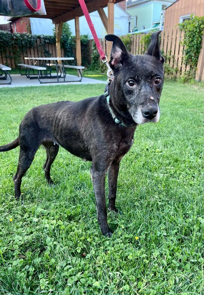 Abigail, Adoptable, Adult Female Mixed Breed.