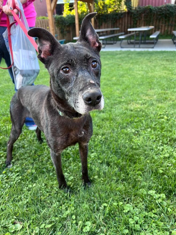 Enlarge Abigail, a Adoptable mixed breed in Springdale, PA image 2/4