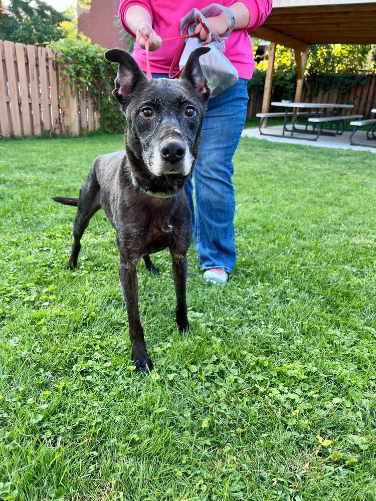 Enlarge Abigail, a Adoptable mixed breed in Springdale, PA image 3/4