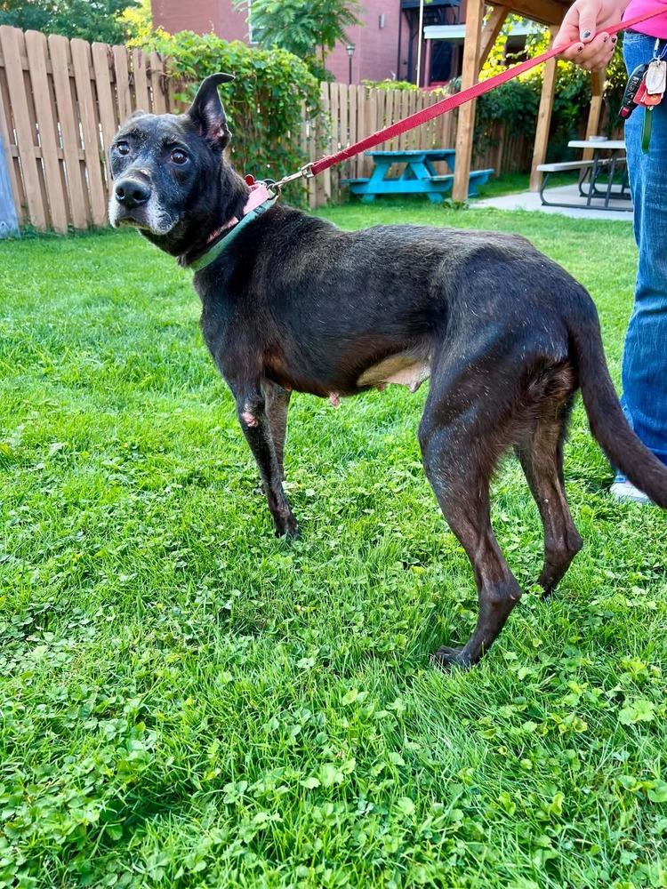 Enlarge Abigail, a Adoptable mixed breed in Springdale, PA image 4/4