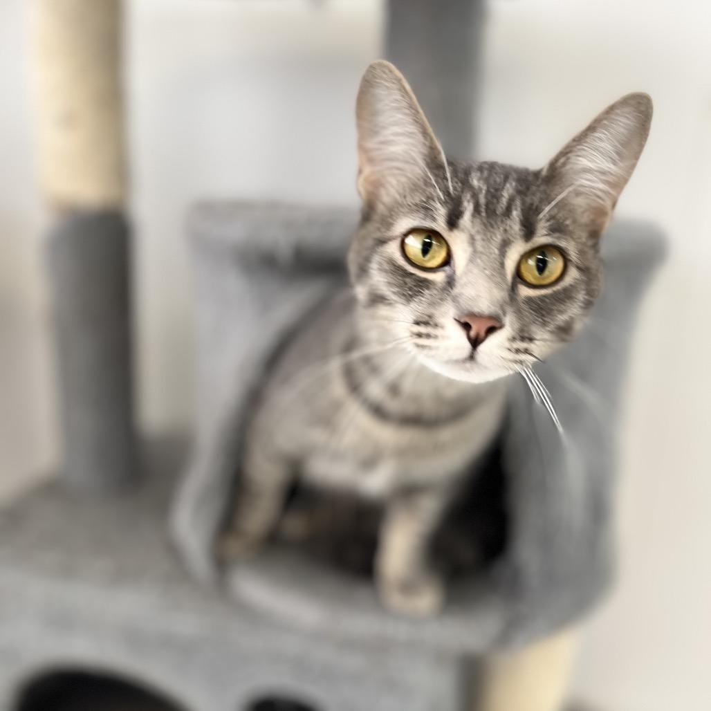 Enlarge Mila, a Adoptable Domestic Short Hair in Portage, MI image 1/3