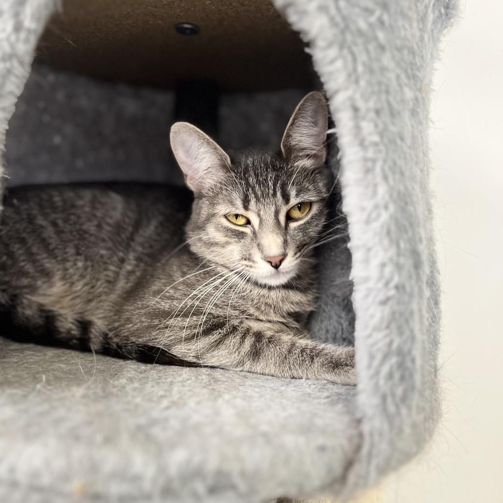 Enlarge Mila, a Adoptable Domestic Short Hair in Portage, MI image 2/3