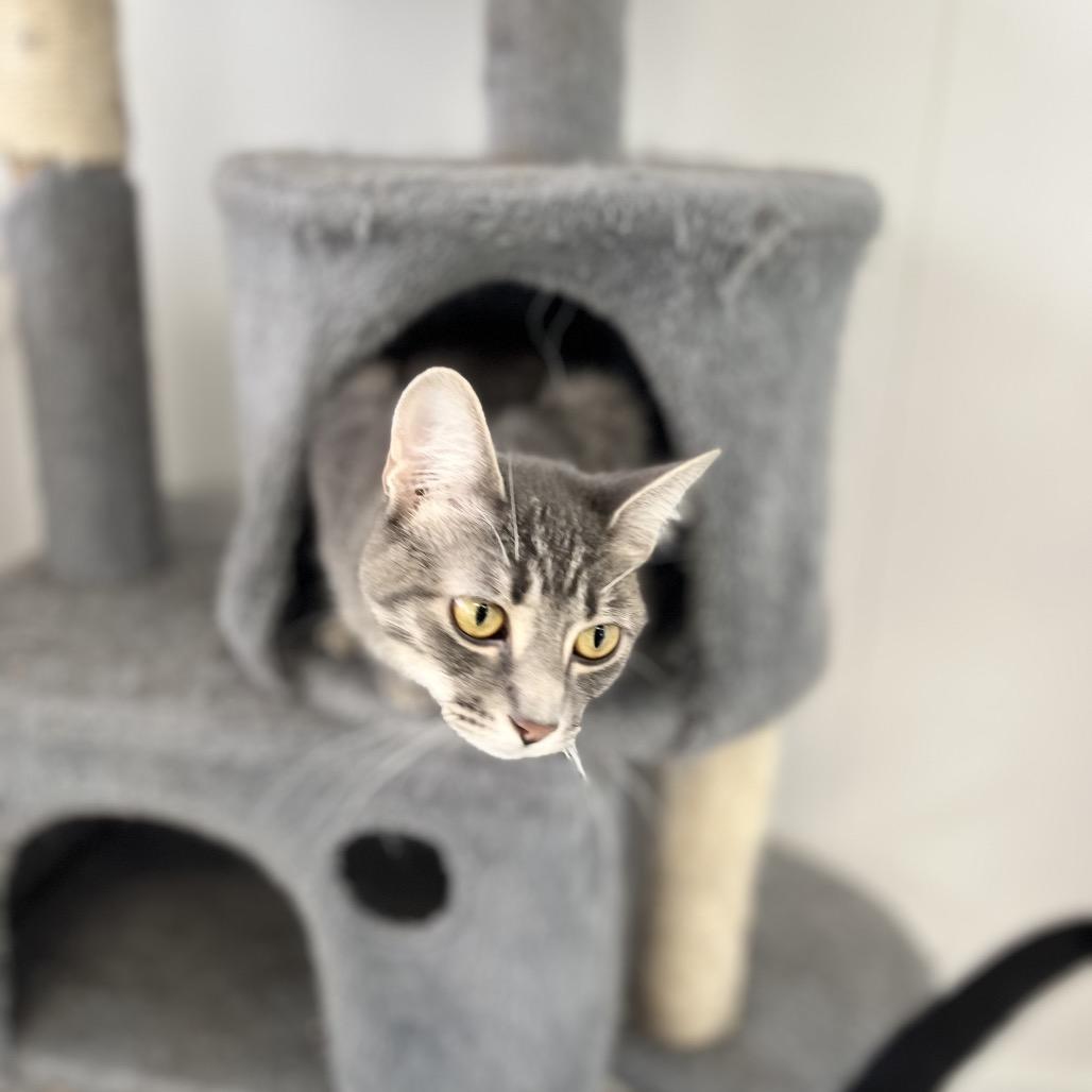 Enlarge Mila, a Adoptable Domestic Short Hair in Portage, MI image 3/3