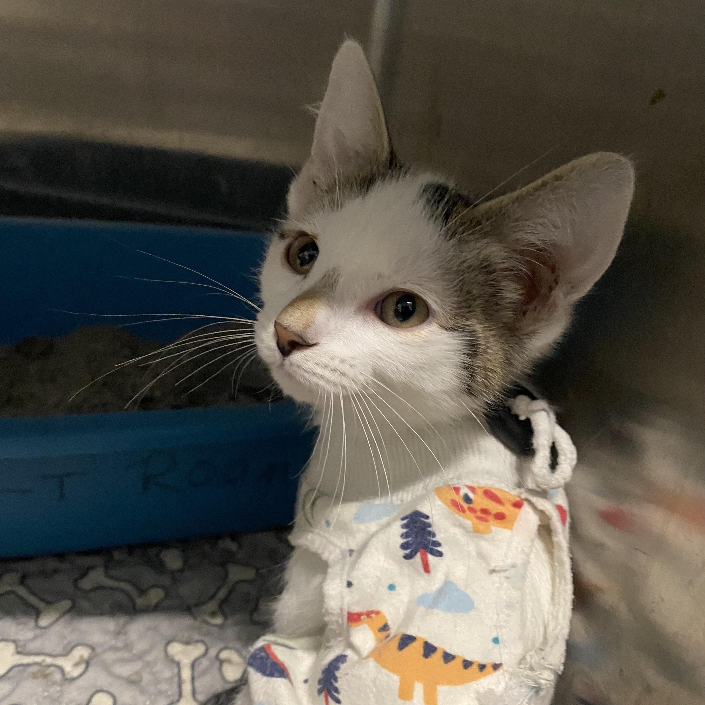 Enlarge Frost, a ADOPTABLE Domestic Short Hair in Belleville, MI image 2/2