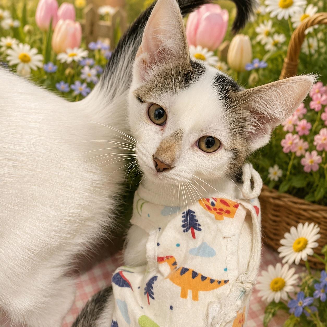 Frost, ADOPTABLE, Young Female Domestic Short Hair.