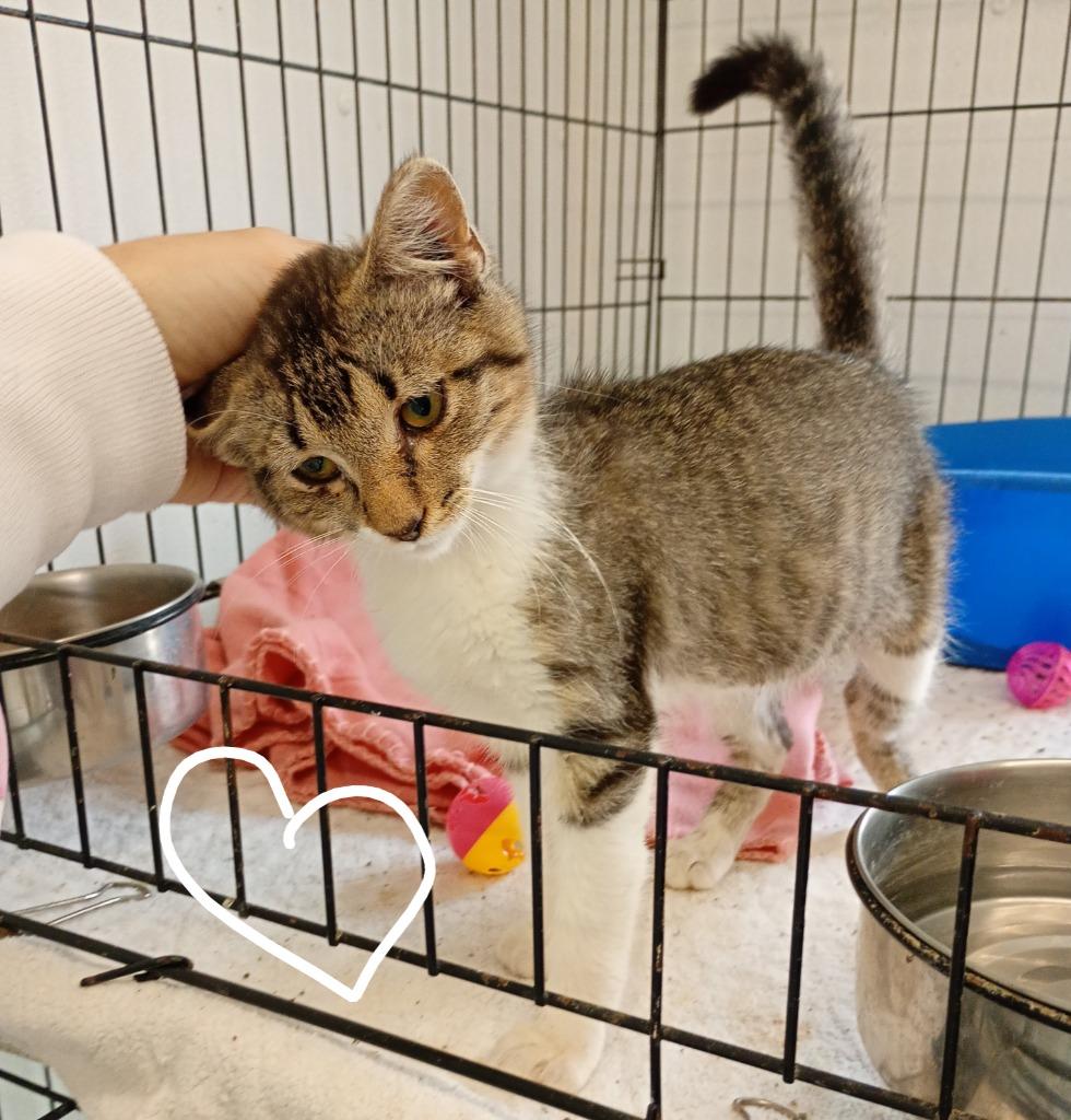 Jeanne, Adopted, Kitten Female Domestic Short Hair.