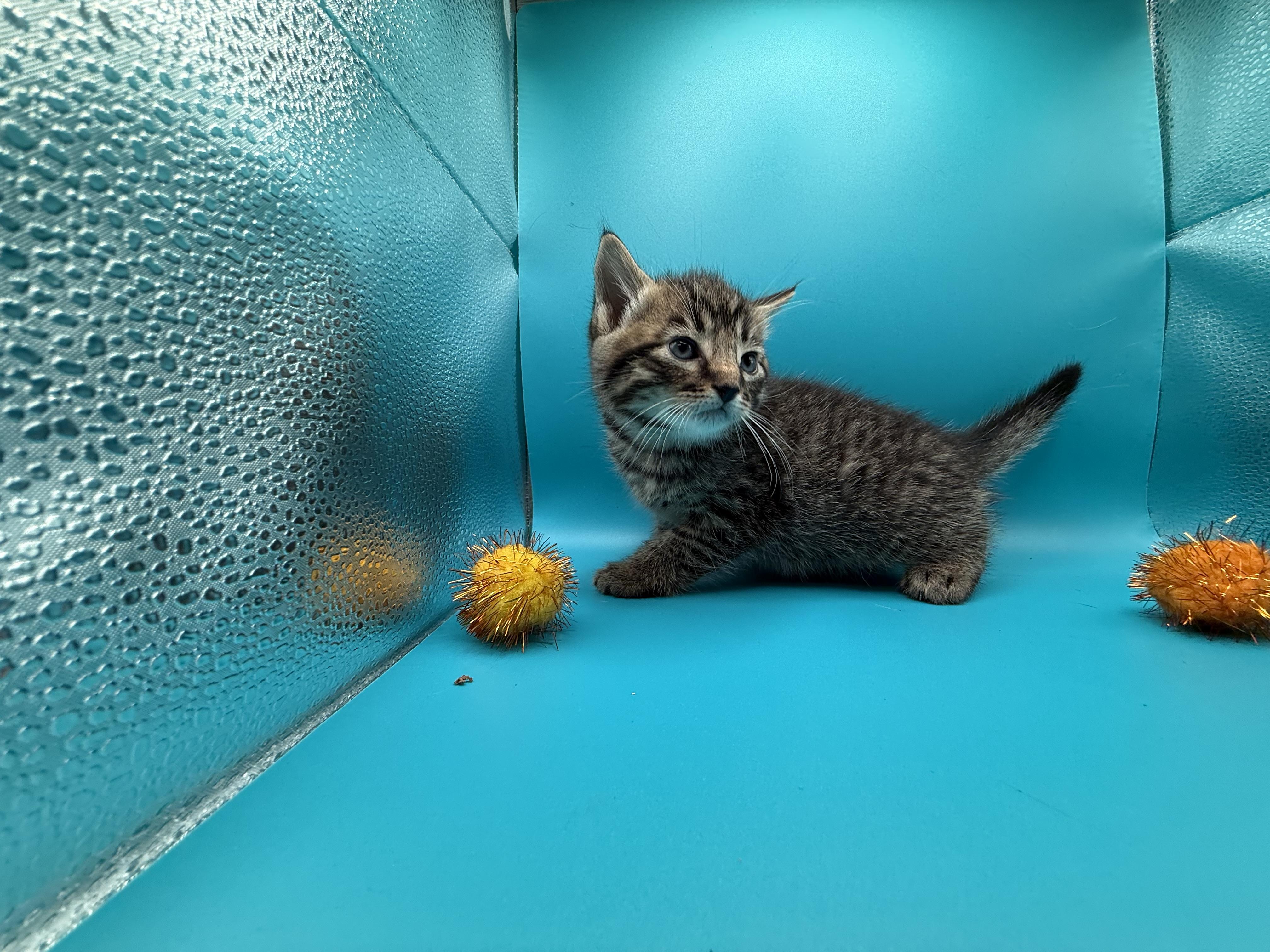 Spooky, a Adoptable Domestic Short Hair in Galloway, NJ image 4/5