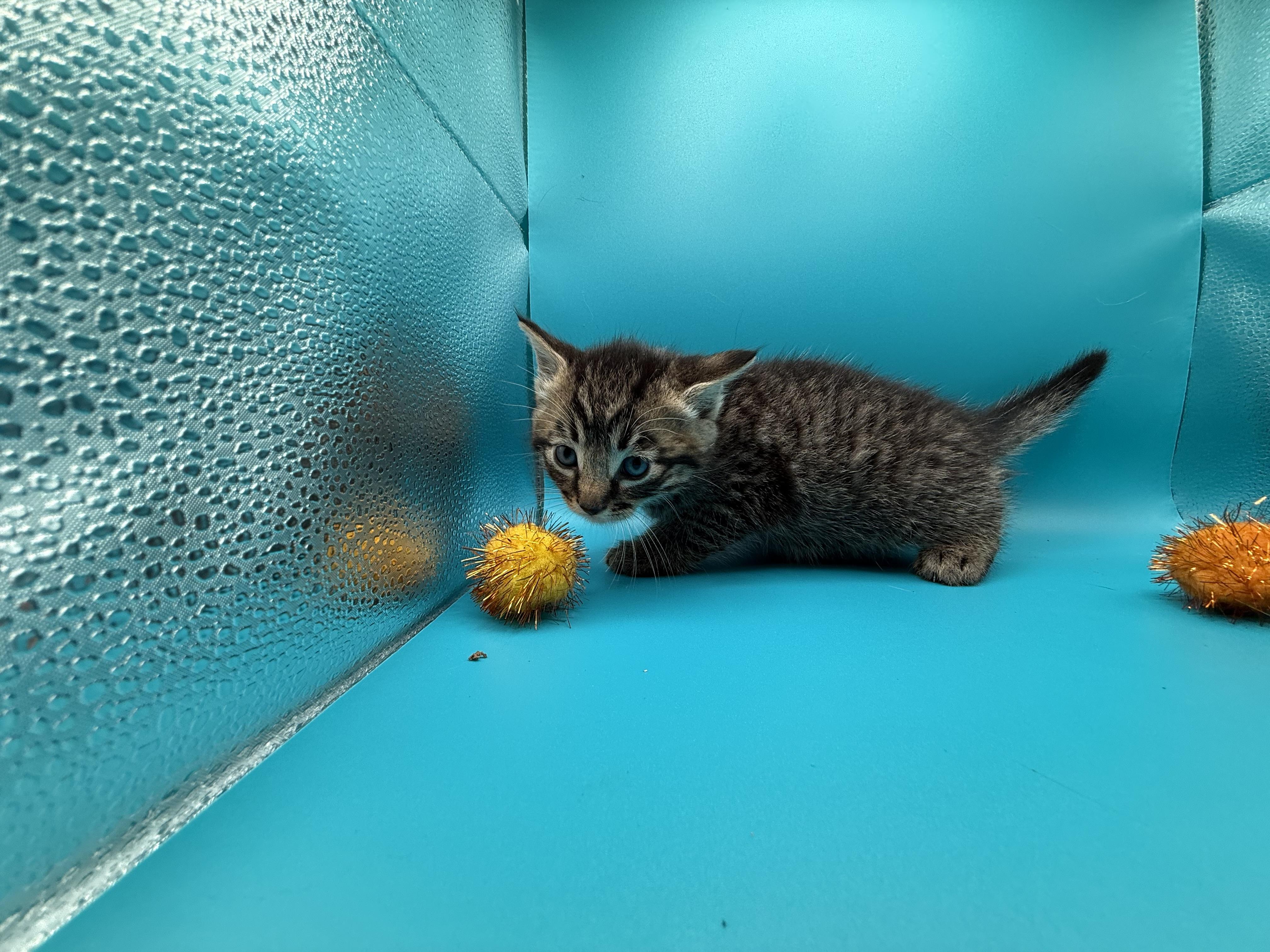 Spooky, a Adoptable Domestic Short Hair in Galloway, NJ image 1/5