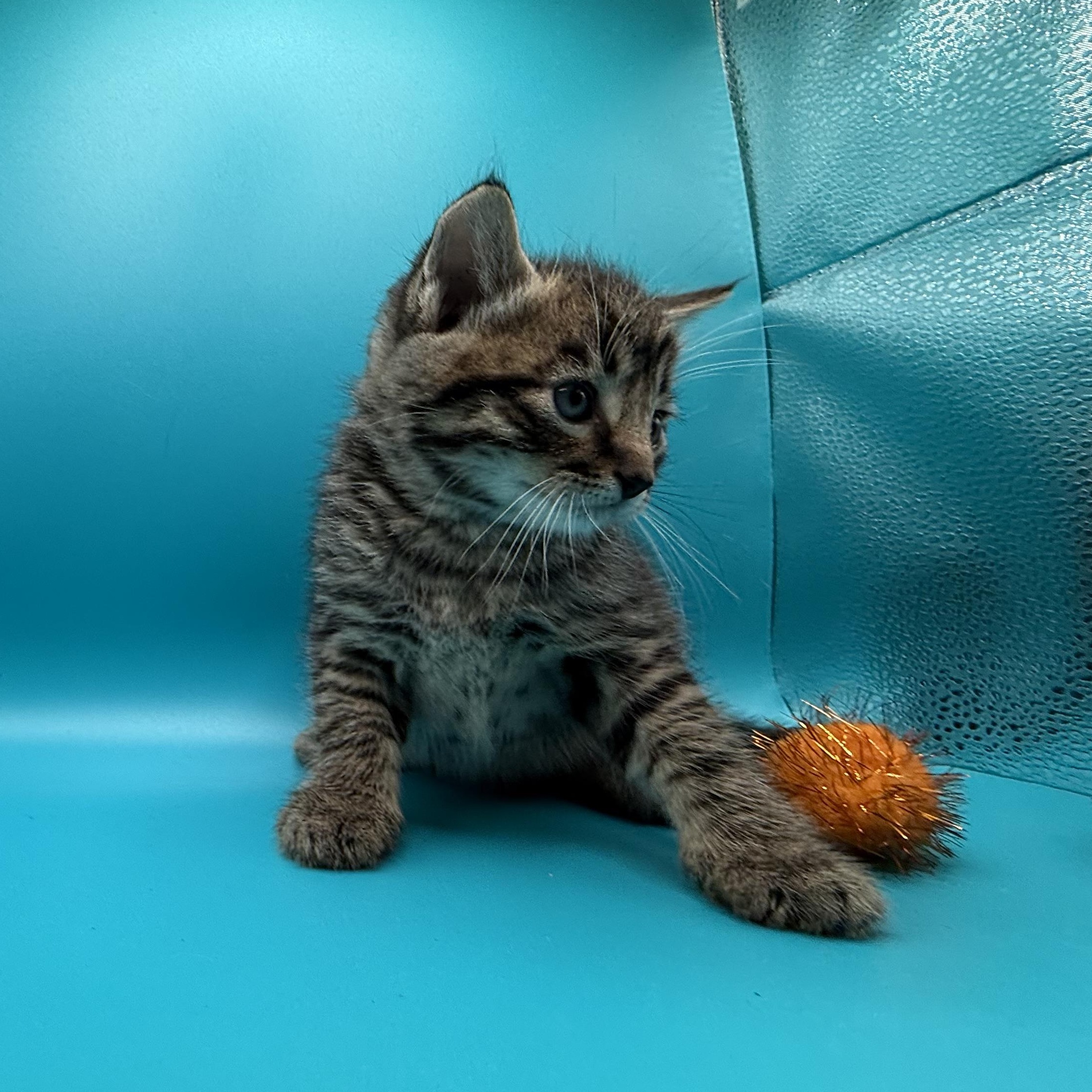 Spooky, a Adoptable Domestic Short Hair in Galloway, NJ image 2/5