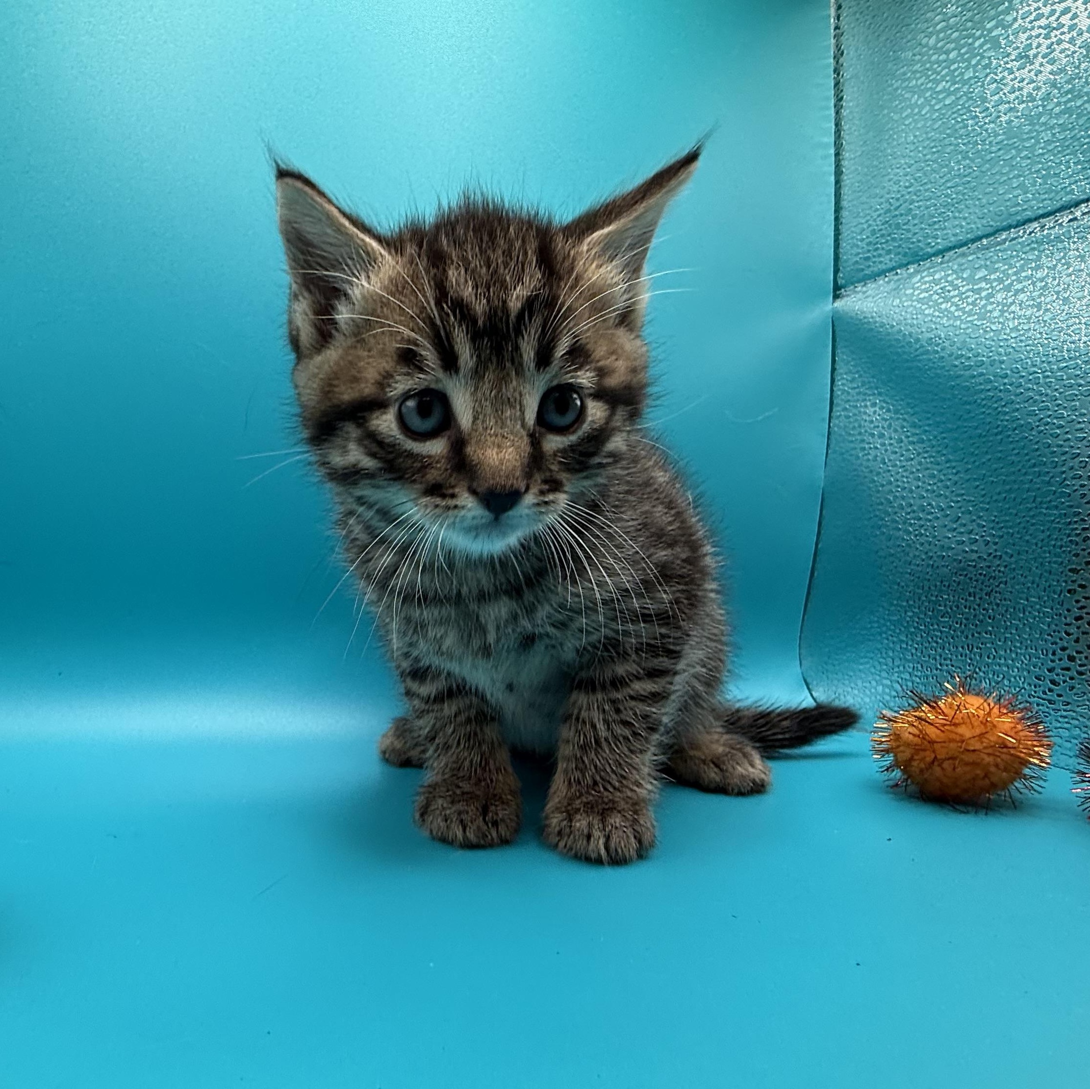 Spooky, a Adoptable Domestic Short Hair in Galloway, NJ image 3/5