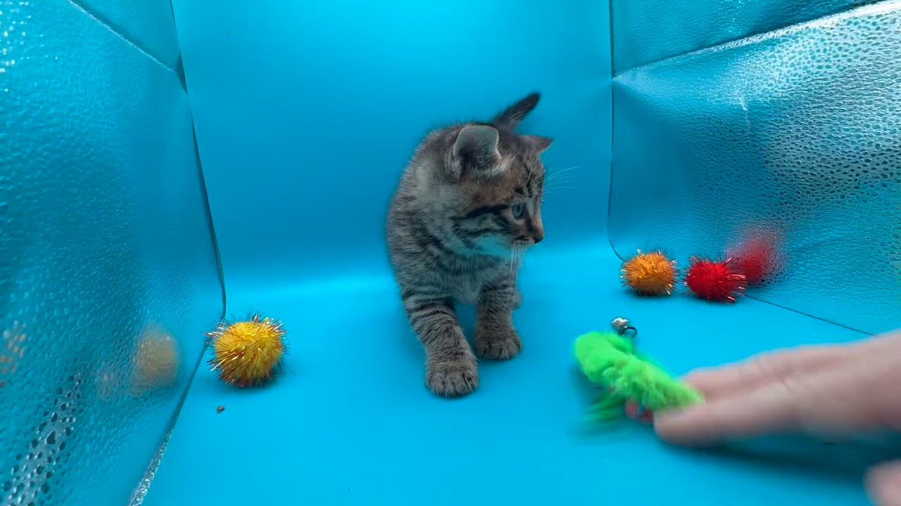 Enlarge Spooky, a Adoptable Domestic Short Hair in Galloway, NJ video 5/5