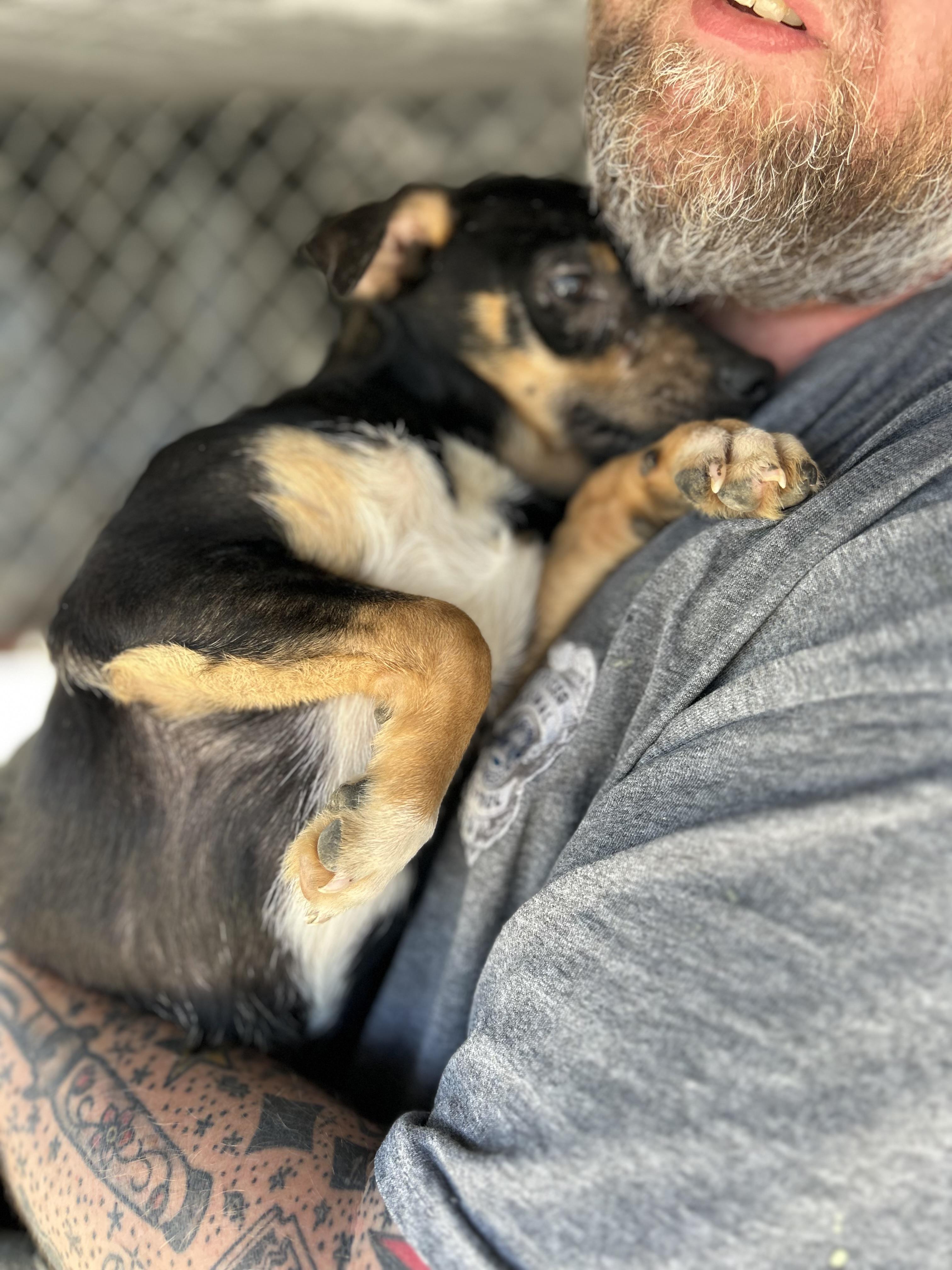 Enlarge Billy , a ADOPTABLE mixed breed in Manchester, TN image 5/5