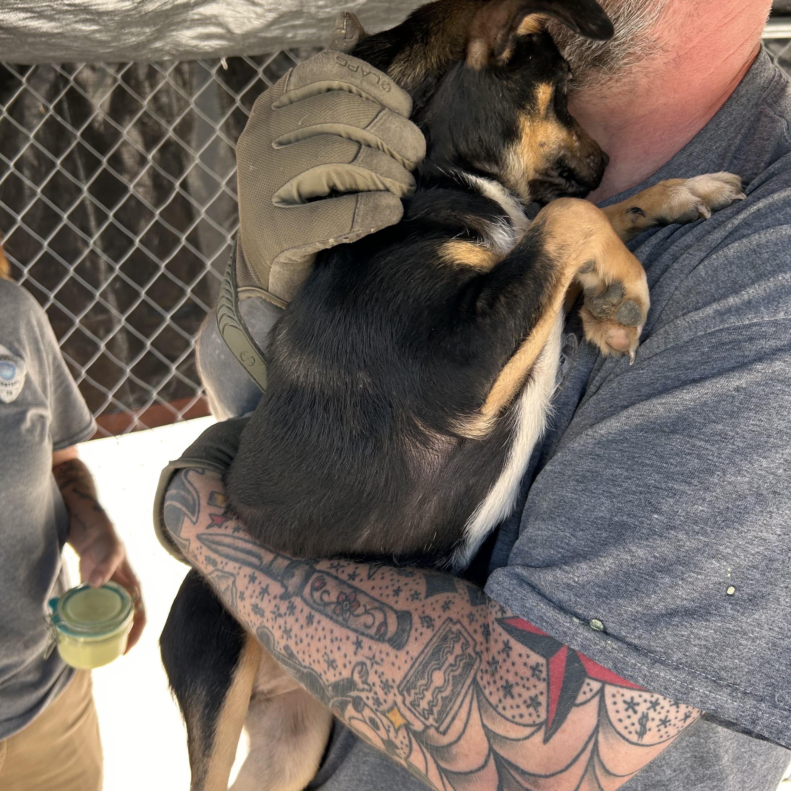 Enlarge Billy , a ADOPTABLE mixed breed in Manchester, TN image 4/5