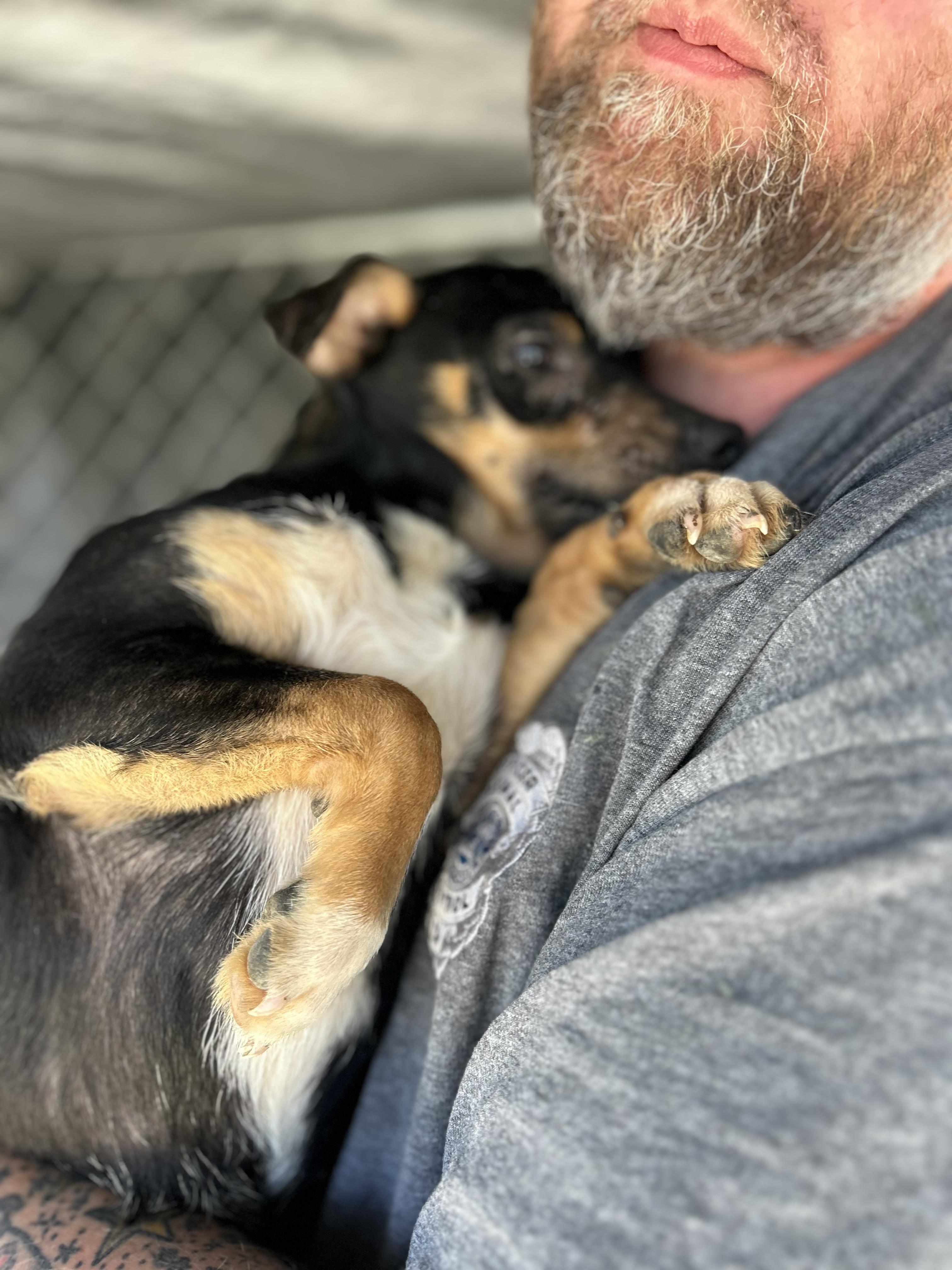 Enlarge Billy , a ADOPTABLE mixed breed in Manchester, TN image 2/5
