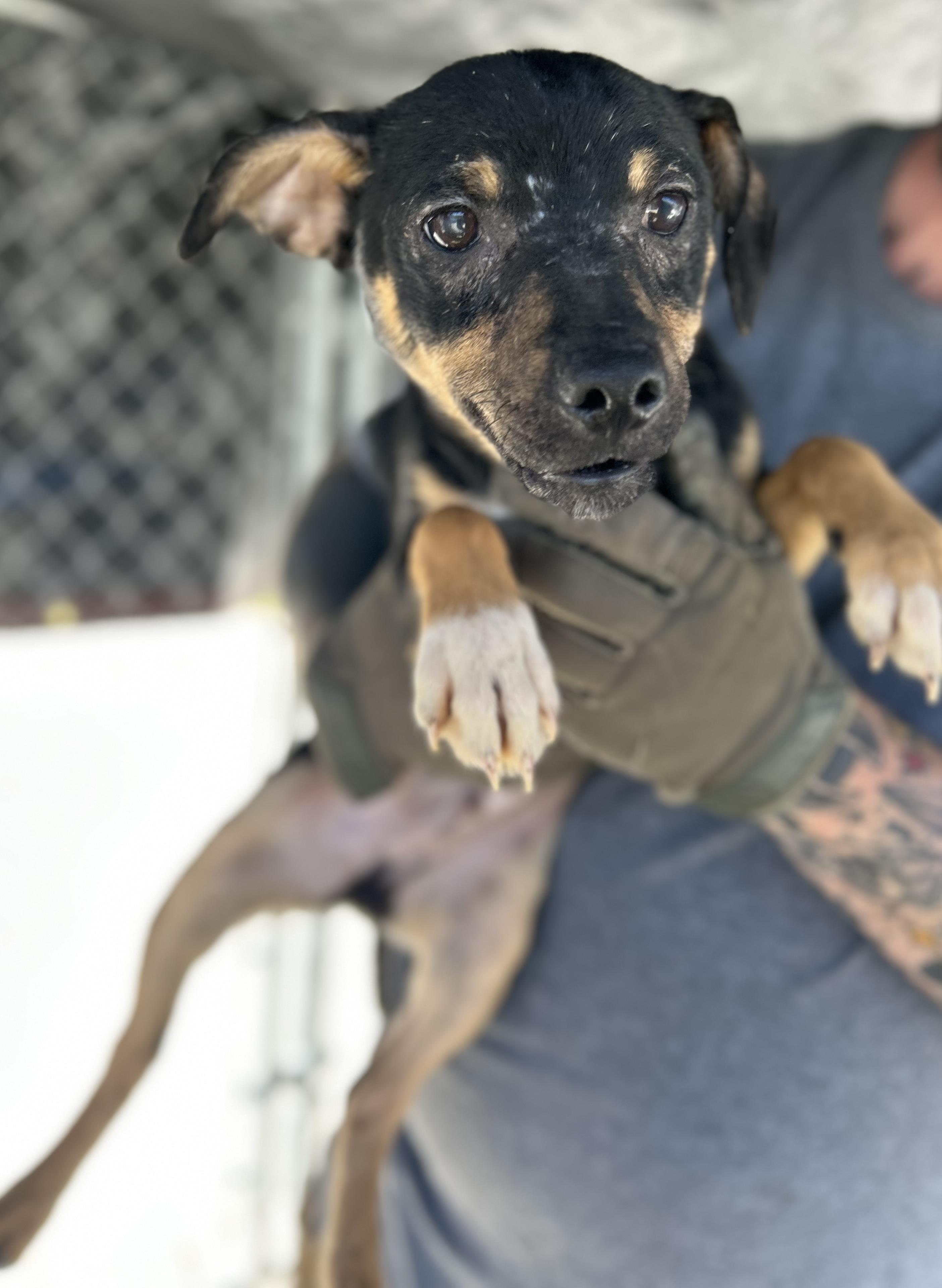 Enlarge Billy , a ADOPTABLE mixed breed in Manchester, TN image 3/5