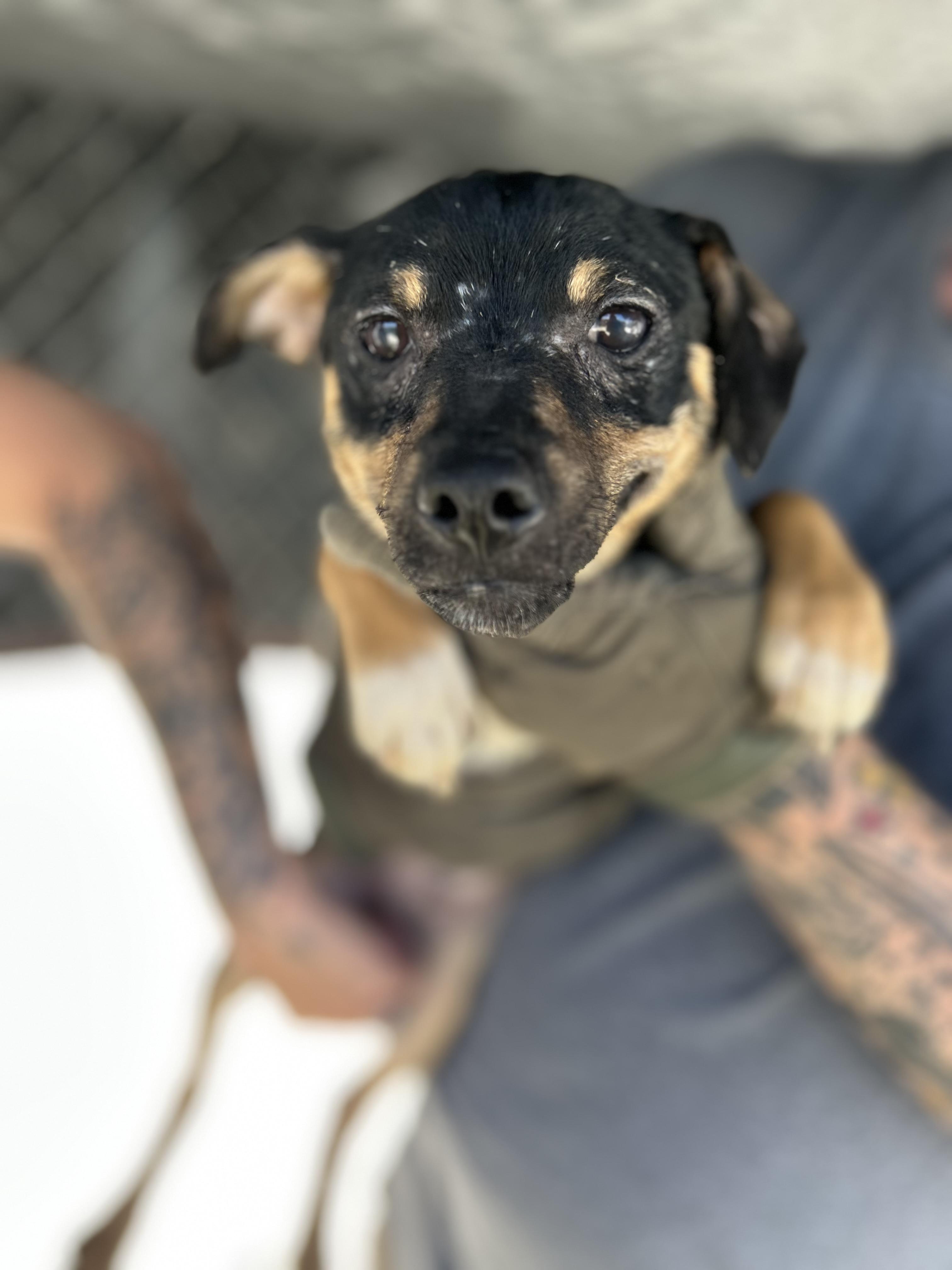 Billy , ADOPTABLE, Puppy Male Chihuahua.