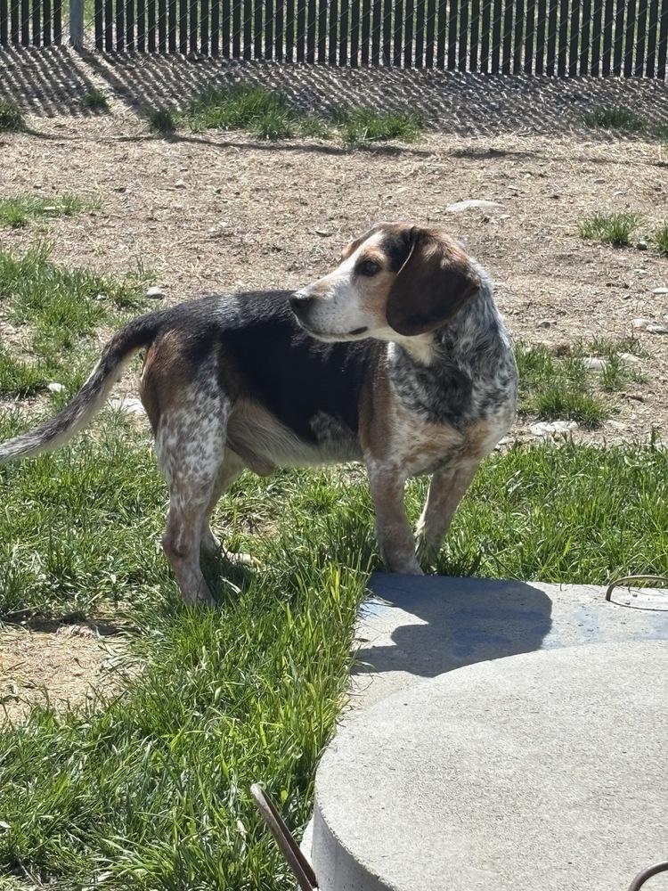 Enlarge Hank, a Adoptable Beagle in Trenton, ME image 1/3