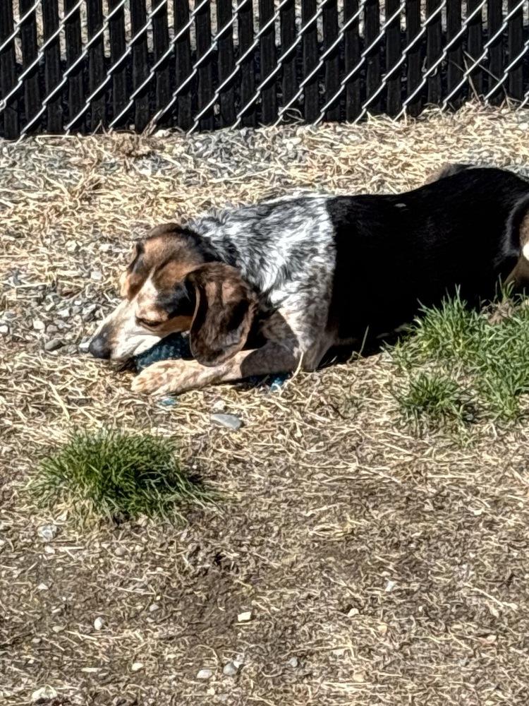 Enlarge Hank, a Adoptable Beagle in Trenton, ME image 2/3