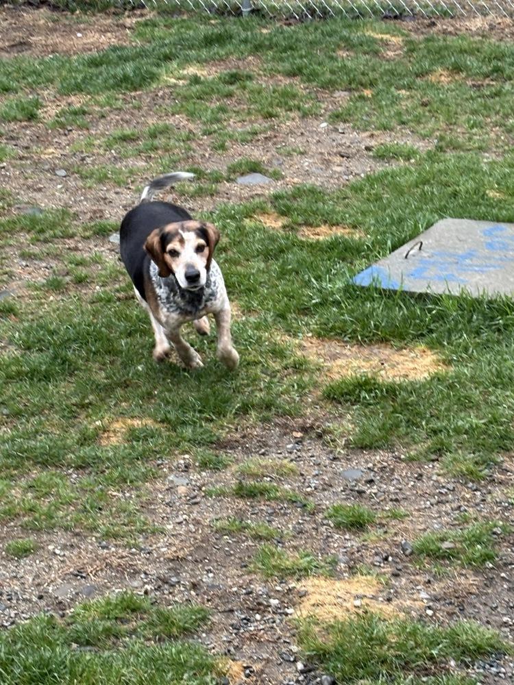 Enlarge Hank, a Adoptable Beagle in Trenton, ME image 3/3
