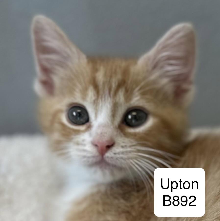 Enlarge Upton, a ADOPTABLE Domestic Medium Hair in Morganton, NC image 1/1